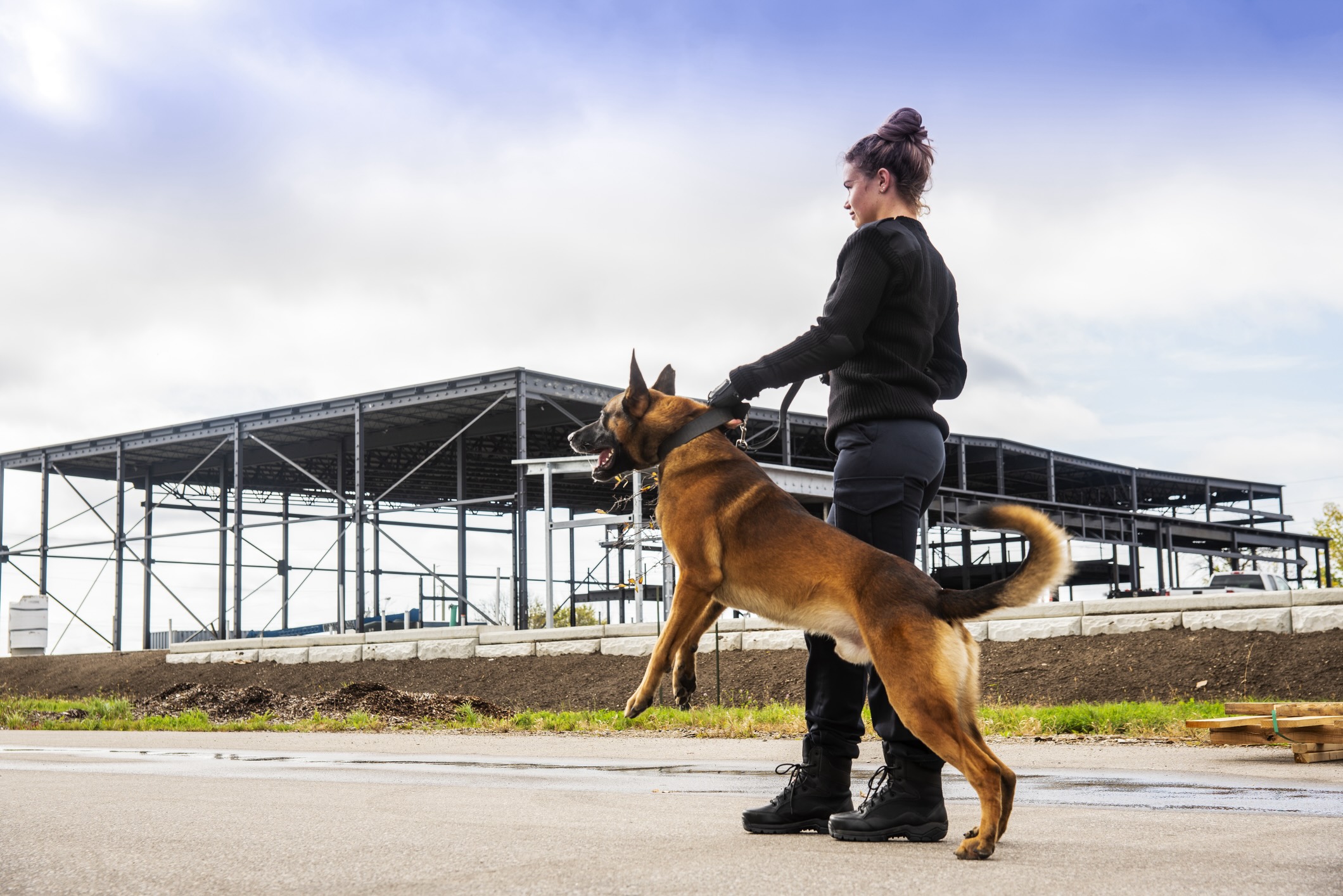 German shepherd service dog standing attentively in a green park, wearing a black harness and leash on a sunny day