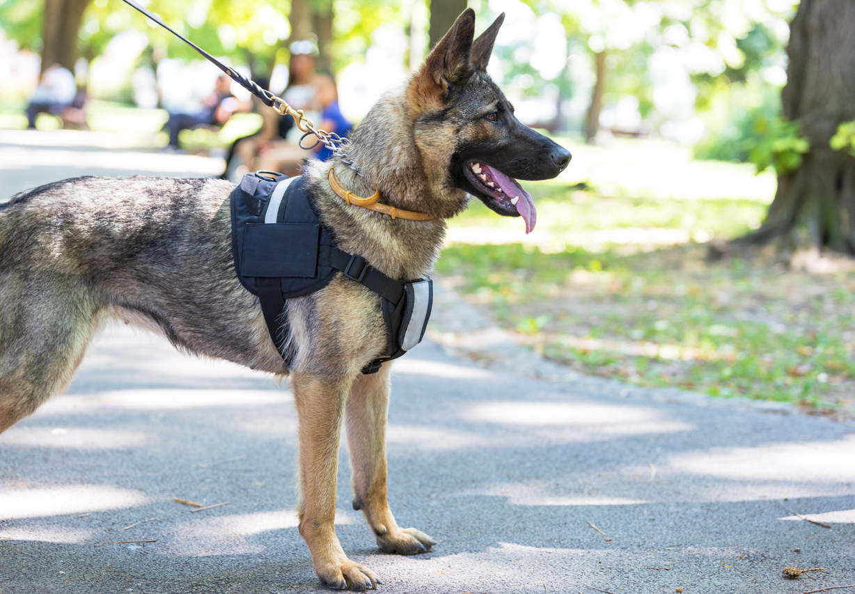 A German shephard security dog on a lead looking at the camera