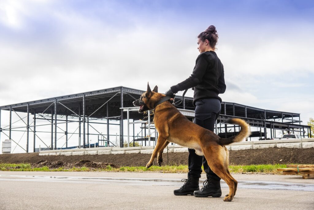 A female K-9 security professional with a Belgian Malinois security guard dog.