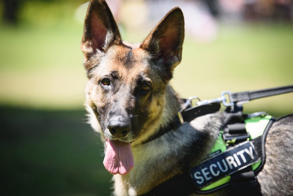 A German shephard security dog on a lead looking at the camera